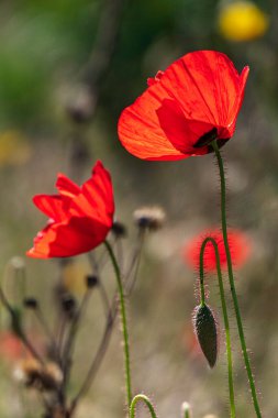 Yeşil çimenlerin arasında açan yabani gelinciklerin kırmızı çiçekleri. İsrail
