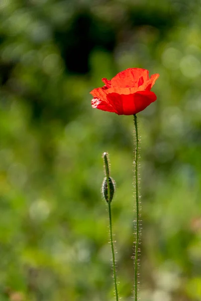 Červené Květy Kvetoucího Divokého Máku Mezi Zelenou Trávou Izrael — Stock fotografie