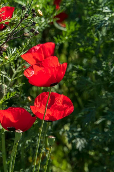 Červené Květy Kvetoucího Divokého Máku Mezi Zelenou Trávou Izrael — Stock fotografie