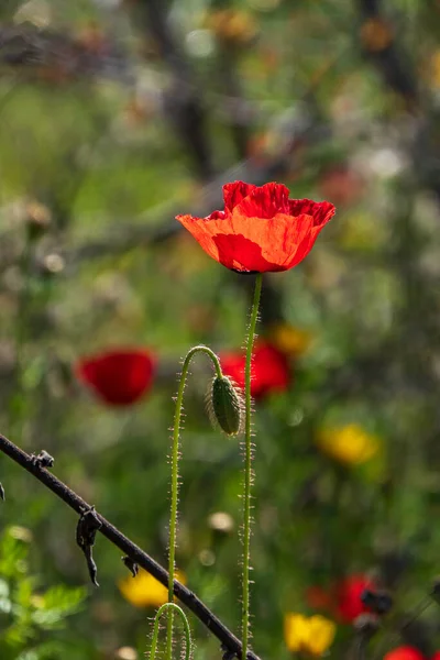 Röda Blommor Blommande Vilda Vallmo Bland Grönt Gräs Israel — Stockfoto