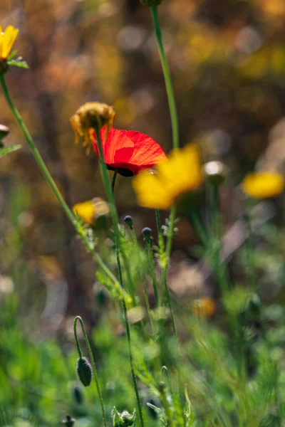 Rote Blüten Blühender Wilder Mohnblumen Inmitten Grünen Grases Israel — Stockfoto