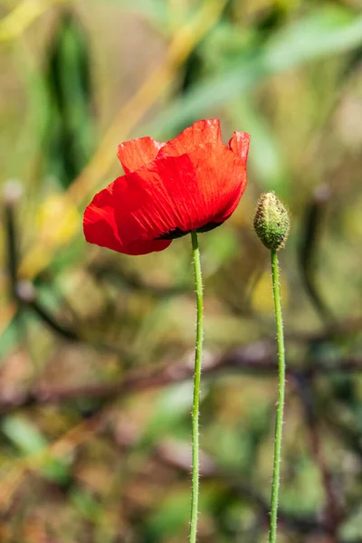 Flores Vermelhas Papoilas Selvagens Florescendo Entre Grama Verde Israel — Fotografia de Stock