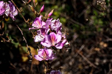 Bauhinia ağacının pembe çiçekleri. Güneşin altında çiçek açan orkide ağacı