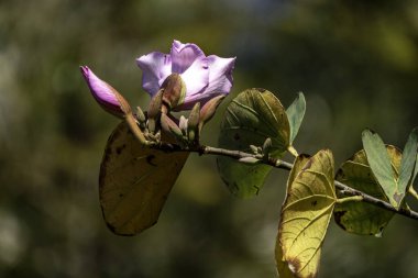 Bauhinia ağacının pembe çiçekleri. Güneşin altında çiçek açan orkide ağacı