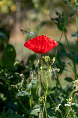 Yeşil otların arasında açmakta olan kırmızı gelincikler ışık huzmeleriyle kaplanırlar.
