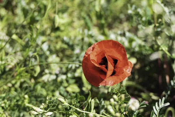 Divoký Kvetoucí Červený Mák Mezi Zelenou Trávou Uzavírá Paprscích Světla — Stock fotografie