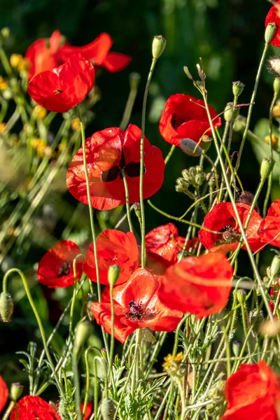 Vilda Blommande Röda Vallmo Bland Grönt Gräs Närbild Strålar Ljus — Stockfoto