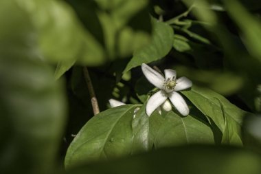 Çiçek açan portakal ağacının narin çiçekleri, yeşil yaprakların bulanık arka planına yaklaşır.