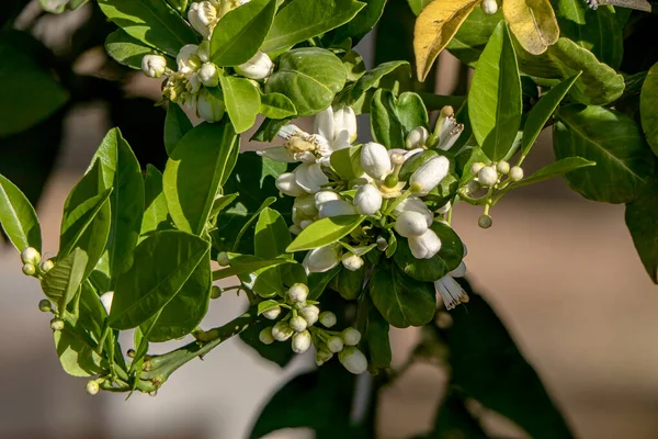 Stock image Delicate flowers of a blossoming orange tree close up on a blurred background of green foliage