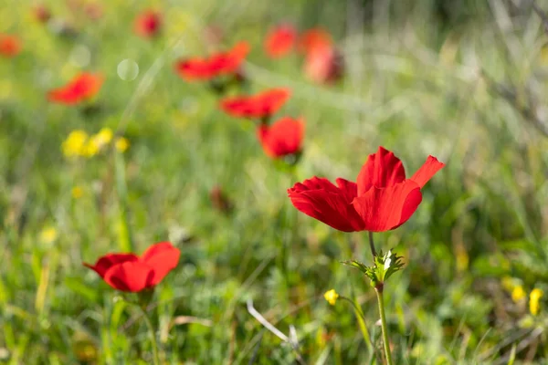 Blommande Vilda Röda Anemoner Bland Grönt Gräs Och Gula Blommor — Stockfoto