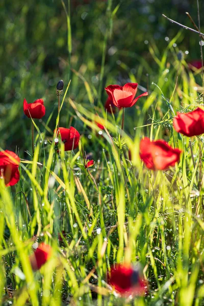 Kvetoucí Divoké Červené Sasanky Mezi Zelenou Trávou Žluté Květy Rozmazaném — Stock fotografie