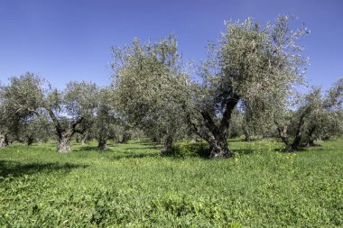 Mavi gökyüzüne karşı zeytin bahçeleri ve aralarında renkli çiçekler. İsrail
