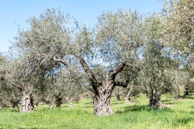 Mavi gökyüzüne karşı zeytin bahçeleri ve aralarında renkli çiçekler. İsrail