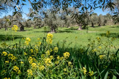 Mavi gökyüzüne karşı zeytin bahçeleri ve aralarında renkli çiçekler. İsrail