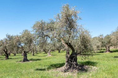 Mavi gökyüzüne karşı zeytin bahçeleri ve aralarında renkli çiçekler. İsrail