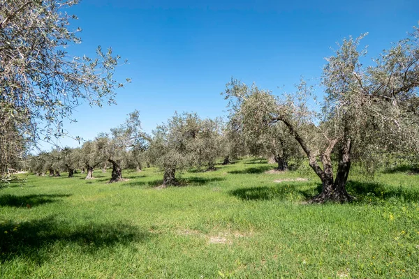 Mavi gökyüzüne karşı zeytin bahçeleri ve aralarında renkli çiçekler. İsrail