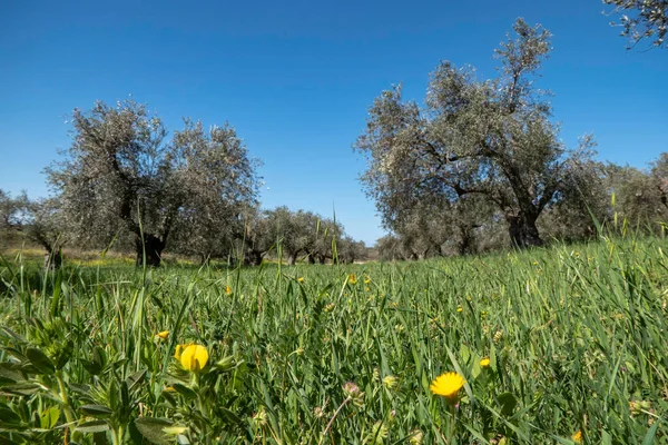 stock image Orchard of olive trees against the blue sky and colorful flowers between them. Israel