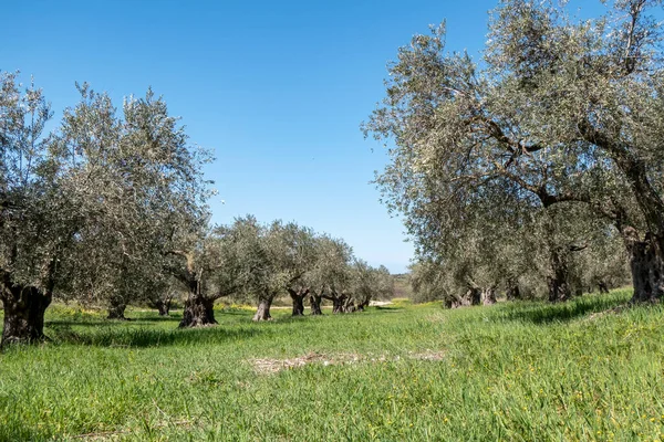 stock image Orchard of olive trees against the blue sky and colorful flowers between them. Israel