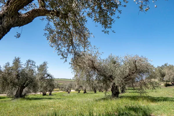 Orchard of olive trees against the blue sky and colorful flowers between them. Israel