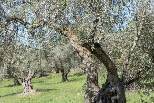 Orchard Olivträd Mot Den Blå Himlen Och Färgglada Blommor Mellan — Stockfoto