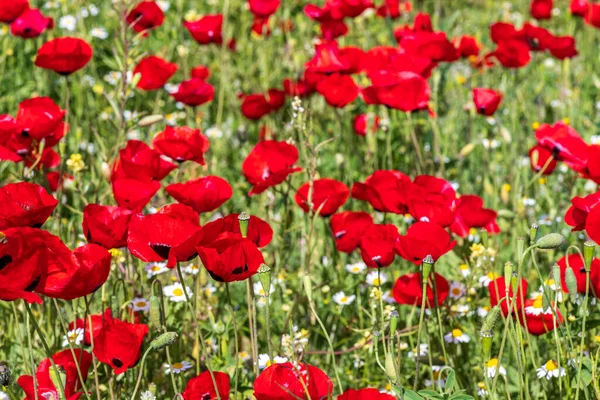 Fält Vilda Röda Blommande Vallmo Blommor Det Vår Israel — Stockfoto