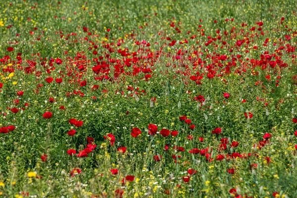 Fält Vilda Röda Blommande Vallmo Blommor Det Vår Israel — Stockfoto