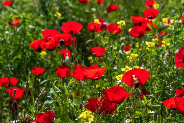 Pole Divokých Červených Kvetoucích Makových Květů Jaro Izrael — Stock fotografie