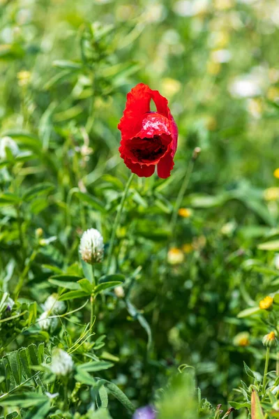 Pole Divokých Červených Kvetoucích Makových Květů Jaro Izrael — Stock fotografie