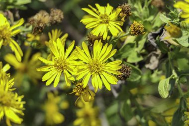 Çiçeklerin sarı çiçekleri bulanık arkaplanı kapatır.
