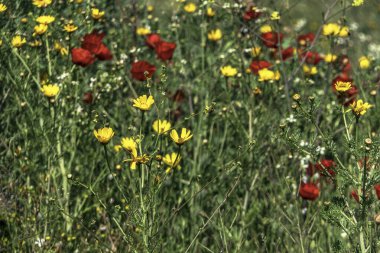 Çiçeklerin sarı çiçekleri bulanık arkaplanı kapatır.