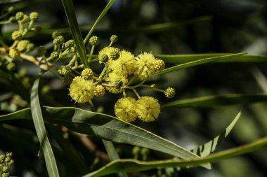 Çiçek açan bir ağacın sarı topları. Arka planda bulanık bir akasya salyası.