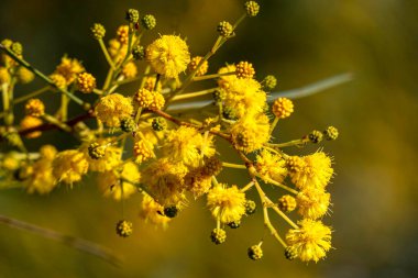 Çiçek açan bir ağacın sarı topları. Arka planda bulanık bir akasya salyası.