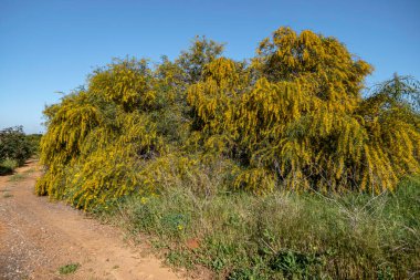 Çiçek açan bir ağacın sarı topları. Arka planda bulanık bir akasya salyası.