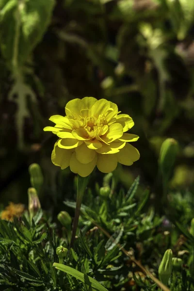 Gelbe Blüten Blühender Pflanzen Schließen Auf Verschwommenem Hintergrund — Stockfoto