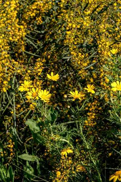 Flores Amarelas Plantas Com Flores Fechar Sobre Fundo Desfocado — Fotografia de Stock