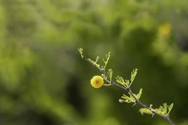 Flores Amarillas Una Acacia Espinosa Floreciente Cierran Sobre Fondo Borroso —  Fotos de Stock