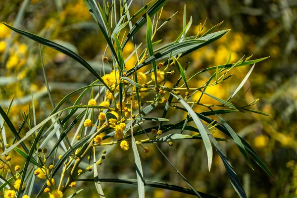 Flores Bola Amarelas Uma Árvore Florescente Acacia Saligna Perto Fundo — Fotografia de Stock