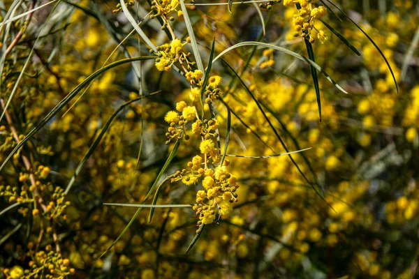 Sárga Golyó Virágok Egy Virágzó Akác Saligna Közel Egy Elmosódott — Stock Fotó