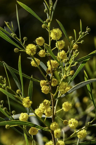 Flori Bile Galbene Ale Unui Copac Flori Acacia Saligna Închid — Fotografie, imagine de stoc