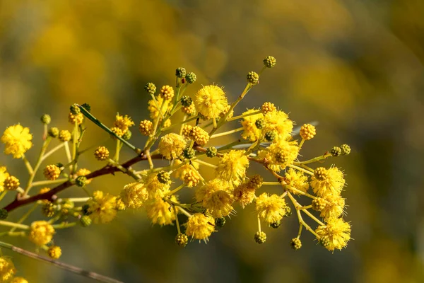 Жовті Кулькові Квіти Квітучого Дерева Салінья Крупним Планом Розмитому Фоні — стокове фото