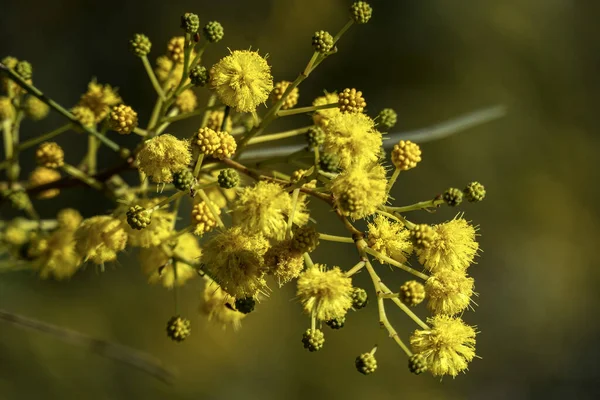 Желтый Шар Цветы Цветущего Дерева Acacia Saligna Крупным Планом Размытом — стоковое фото