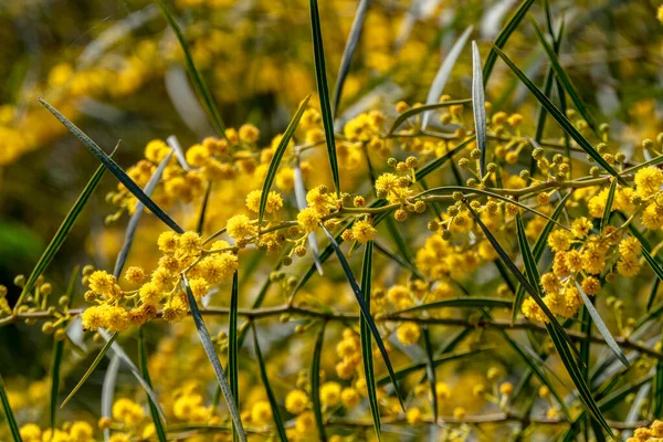 Sárga Golyó Virágok Egy Virágzó Akác Saligna Közel Egy Elmosódott — Stock Fotó