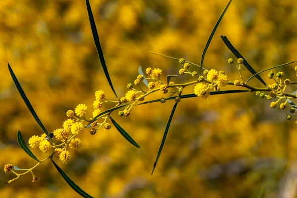 Κίτρινα Λουλούδια Από Ανθισμένο Δέντρο Acacia Saligna Κοντά Ένα Θολό — Φωτογραφία Αρχείου