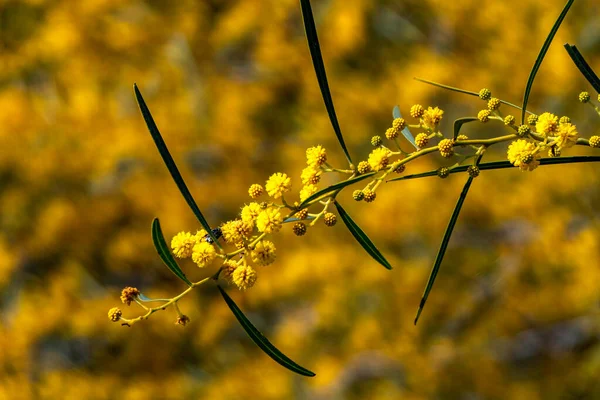 Κίτρινα Λουλούδια Από Ανθισμένο Δέντρο Acacia Saligna Κοντά Ένα Θολό — Φωτογραφία Αρχείου
