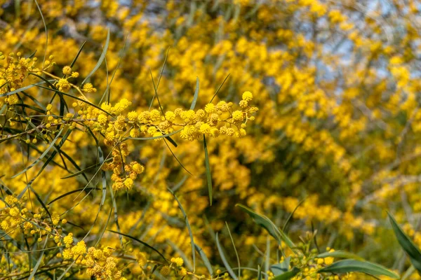 Gele Bal Bloemen Van Een Bloeiende Boom Acacia Saligna Close — Stockfoto