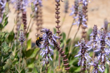 Coleus Canina 'nın yaban arısı polen taşıyıcısı çiçekleri Polen toplarken Korkunç Kedi