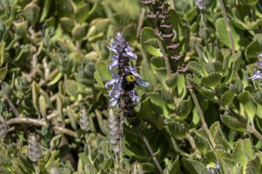 Coleus Canina 'nın yaban arısı polen taşıyıcısı çiçekleri Polen toplarken Korkunç Kedi