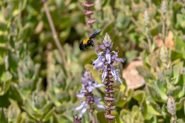 Bumblebee Pollinator Blommor Coleus Canina Skrämmande Katt Samtidigt Samla Pollen — Stockfoto