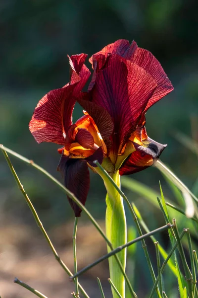 Las Flores Del Iris Costero Salvaje Argamán Cierran Entre Hierba —  Fotos de Stock