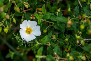 Beyaz vahşi Salvia Cistus çiçekleri yeşil bulanık arkaplanı kapatır